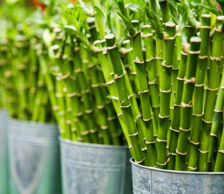 >Lucky Bamboo - sfaturi de creștere și îngrijire