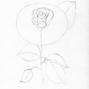 Trandafir in creion etapa 6