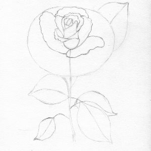 Trandafir in creion etapa 7