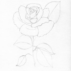 Trandafir in creion etapa 9