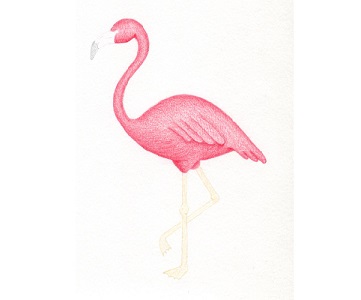 Flamingo etapa 12