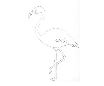 Flamingo etapa 7