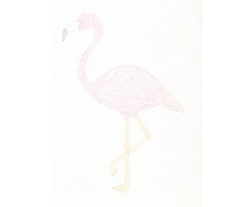 Flamingo etapa 9